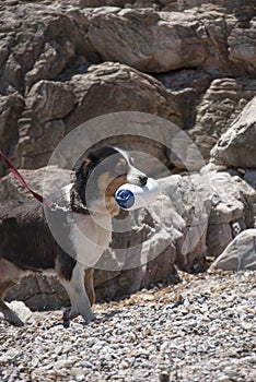 dog trained for rescue while training at sea shore