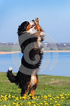 Dog trained to perform tricks