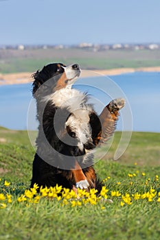 Dog trained to perform tricks