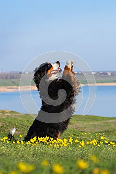 Dog trained to perform tricks