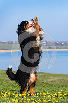 Dog trained to perform tricks photo