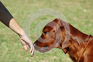 Dog trainer photo