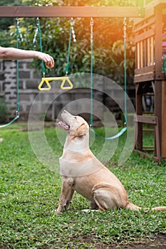 Dog trainer give command to sit