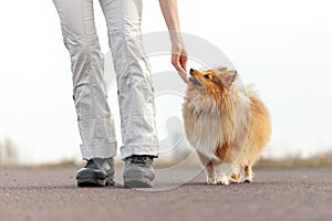 Dog trainer gives a shetland sheepdog a treat