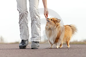 Dog trainer gives a shetland sheepdog a treat