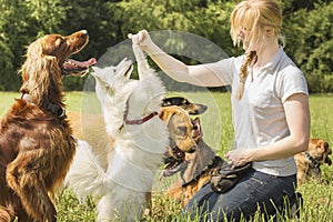 Dog trainer teaching dogs