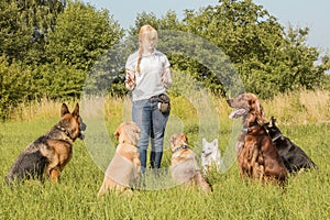Dog trainer teaching dogs photo