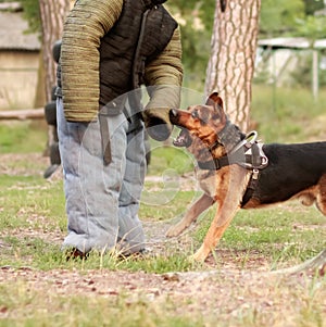 El perro entrenadores en9 intentar trajes en acción. capacitación la clase sobre el patio de juegos Alemán el perro 