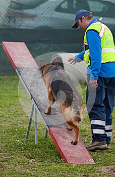 Dog training