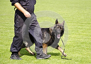 Dog training photo