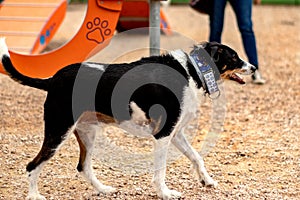 A dog training agility sport