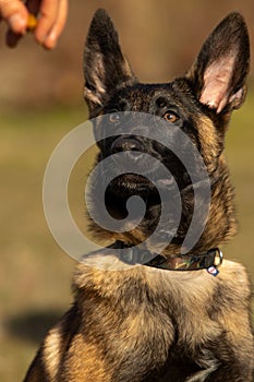 Dog training of Belgian Malinois