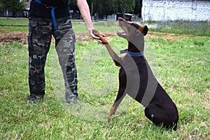 Dog training, brown Doberman sits in the park and looks at the owner