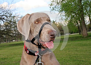 Dog with Training Collar