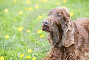 Dog training concept - clever dog looking to his owner