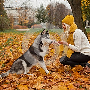 Dog training. Dog husky gives a woman the paw