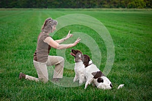 Dog training dogs are looking up obeying  their owner