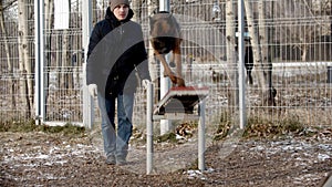 Dog training - german shepherd is running on double-sided swing and jumping off