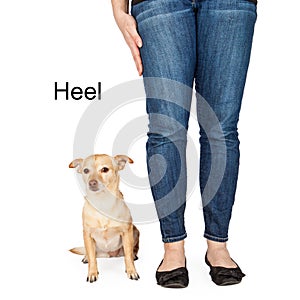 Dog Training Heel Command