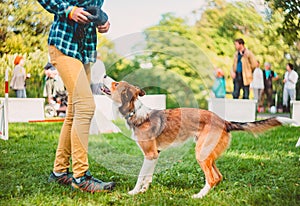 Dog training for obedience, command execution