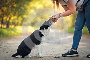 Dog training in the park with a ball