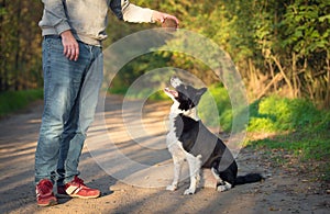 Dog training in the park with a ball