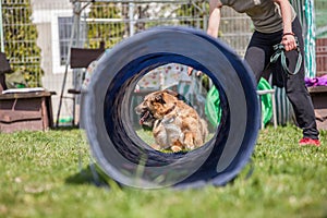 Dog training, school for dogs