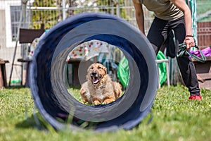 Dog training, school for dogs