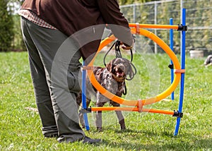Dog training, school for dogs