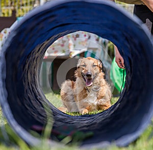 Dog training, school for dogs