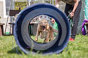 Dog training, school for dogs
