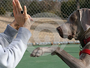 Il cane formazione sessioni 