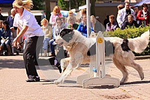 Dog training show