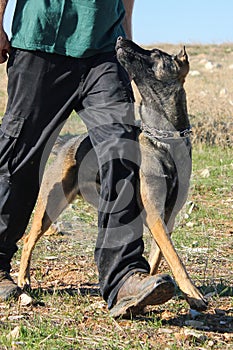 Dog Training, Show Dogs of War, to learn the human language. Dogs can follow orders well