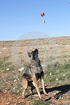 Dog Training, Show Dogs of War, to learn the human language. Dogs can follow orders well.