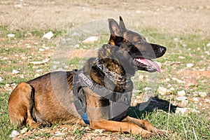 Dog Training, Show Dogs of War, to learn the human language. Dogs can follow orders well.