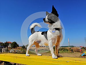 Dog Training in Sofia chihua