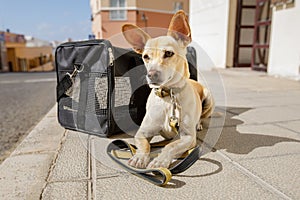 Dog in transport box or bag ready to travel