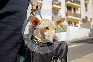 Dog in transport box or bag ready to travel