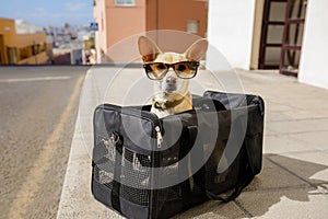 Dog in transport box or bag ready to travel photo