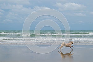 Dog travel at beach