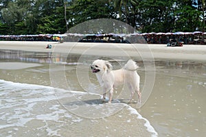Dog travel at beach