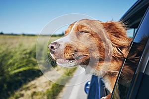 Dog travel by car