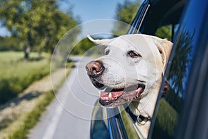 Dog travel by car