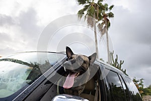 The dog travel by car looking out of the window to the road.