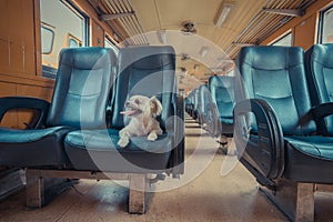 Dog travel by train