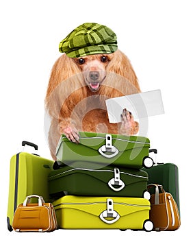 Dog traveler