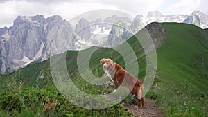 dog traveler in the mountains. Nova Scotia duck tolling retriever on top. Trip with a pet