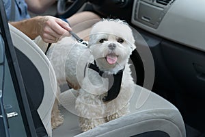 Dog traveling in a car