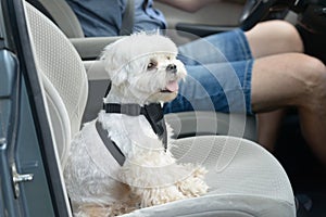 Dog traveling in a car